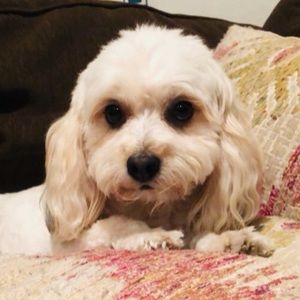 Meet your Posher, Shay